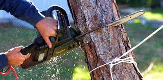 Best Tree and Shrub Care  in Berryville, TX