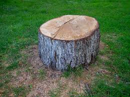 Best Tree Trimming and Pruning  in Berryville, TX