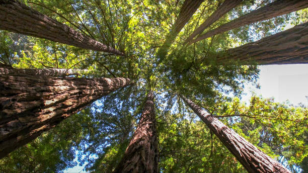 How Our Tree Care Process Works  in  Berryville, TX