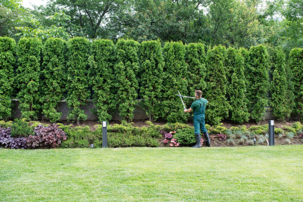 Professional Tree Services in Berryville, TX