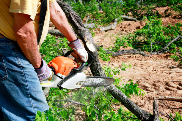 Best Lawn Drainage Solutions  in Berryville, TX