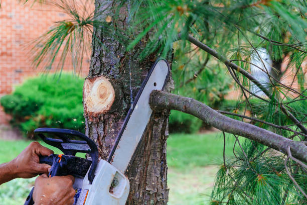 Best Tree Cabling and Bracing  in Berryville, TX